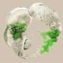 Synthetic biology promised to rewrite life—with the death of its pioneer, J. Craig Venter, how close are scientists?