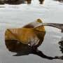 Ancient bacterial toolkit links human gut health to ocean carbon cycling