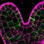 The Big Bang of plant life: Discovery sheds light on how cells form walls