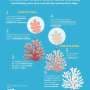 'Dread': Coral scientists fear bleaching El Nino could bring