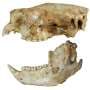 The lost koala: New fossil species was hiding in plain sight for 100 years