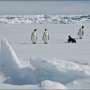 Emperor penguins in focus as Antarctic talks start in Japan