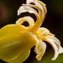 These California wildflowers could save other plants