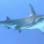 Great hammerheads maintain peak hunting across wide temperature swings, biologging data suggest