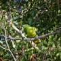 Timor green pigeon 'likely to go extinct' without urgent action, according to scientists