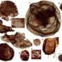 Tiny fossils found in 1.7-billion‑year‑old mud yield clues to the evolution of complex life