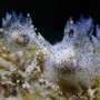 Tiny sesame sea slug species discovered in the waters of northern Taiwan