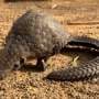 Trafficked pangolin DNA reveals hotspots of illegal wildlife trade