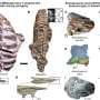 Turtles finally have a place in the tree of life thanks to an X‑ray study of South African fossils