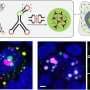 RNA-built droplets create customizable organelles inside living cells