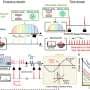Chip-scale photonic approach achieves ultralow-noise microwave and millimeter-wave signal generation