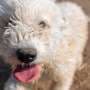 Understanding canine distemper virus and increased risk during summer