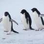 Adélie penguins use colony cues to switch foraging sites if their previous trip was unsuccessful