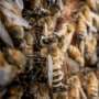 As bee population collapses, US apiarists fear research cuts