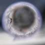 Dengue outpaces virus-blocking mosquitoes in Brazil