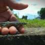 Ohio wall lizards overcame genetic bottleneck through rapid population boom, genomes reveal