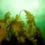 Warming accelerates ecological state shift and loss of kelp forest along Maine coast