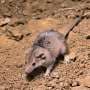 We checked 2,000 museum specimens and discovered a tiny new 'ferocious' Australian mammal