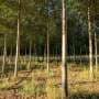 Well-placed poplar plantations can enhance forest connectivity for birds