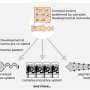 What if the brain came first? Scientist rethinks the Cambrian Explosion