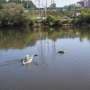 When the Schuylkill swallowed the city: Lessons from Hurricane Ida's historic flood