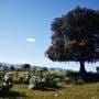Why do rival plants coexist? The secret is in the soil beneath the oaks