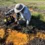 Why the Arctic's rivers are rusting now and where toxic orange water could spread next