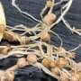 Nitrogen-fixing genes moved into new bacterial strains, opening path beyond fertilizer