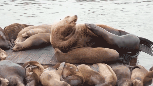 Massive 2,000-pound sea lion shocks tourists at iconic US hot spot: 'He’s like a Volkswagen!'