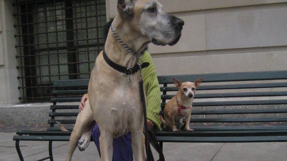 Ladies, Don’t Get A Big Dog That You Can’t Control