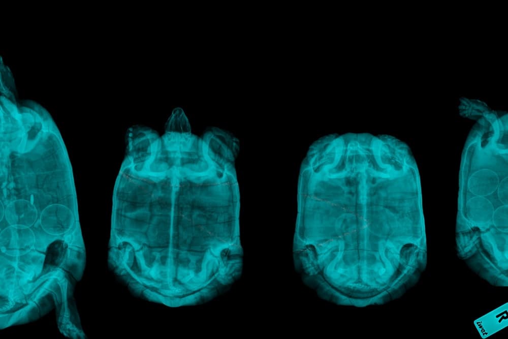 ‘Honeyland’ Director Ljubomir Stefanov’s ‘The Vortex of Extinction’ Draws Parallel Between Violence in Animals and Humans