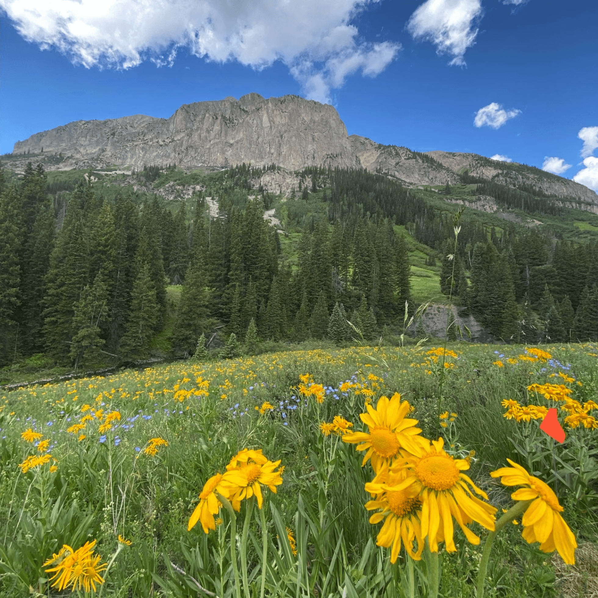These Scientists Tested How Climate Change Affects Wild Meadows—With Alarming Results