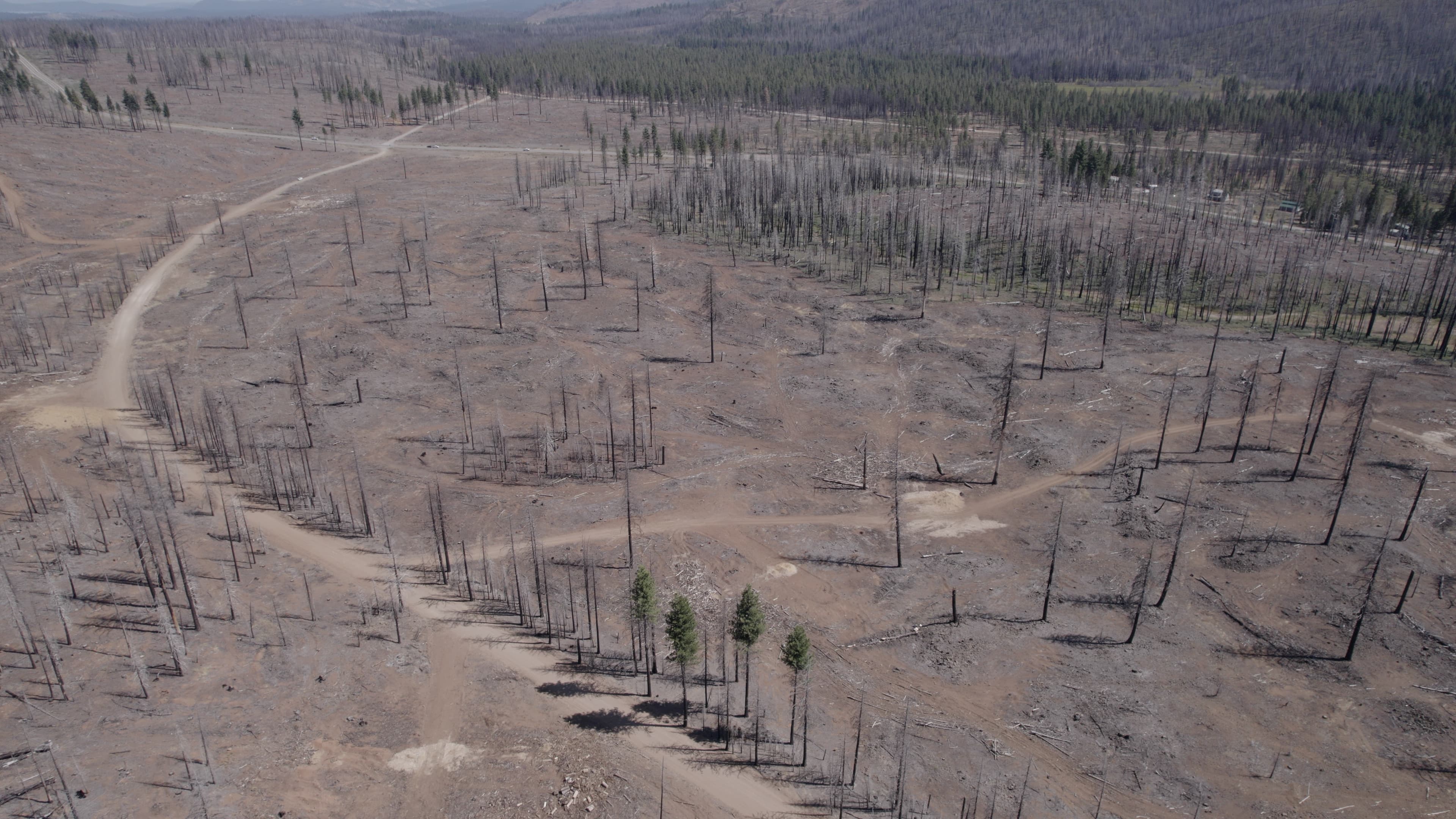 We Are Bombarding America’s Forests With Roundup