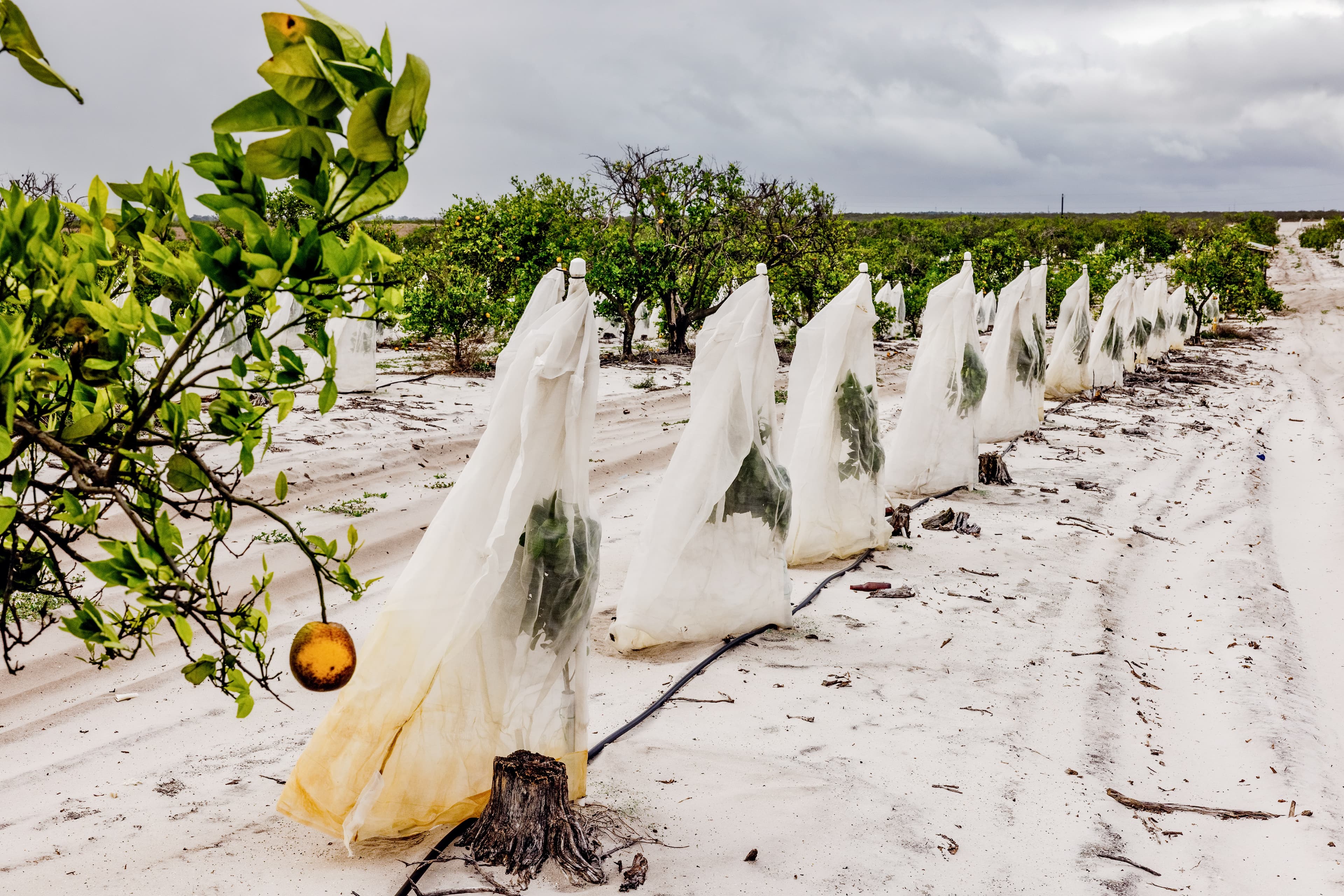 Who Killed the Florida Orange?