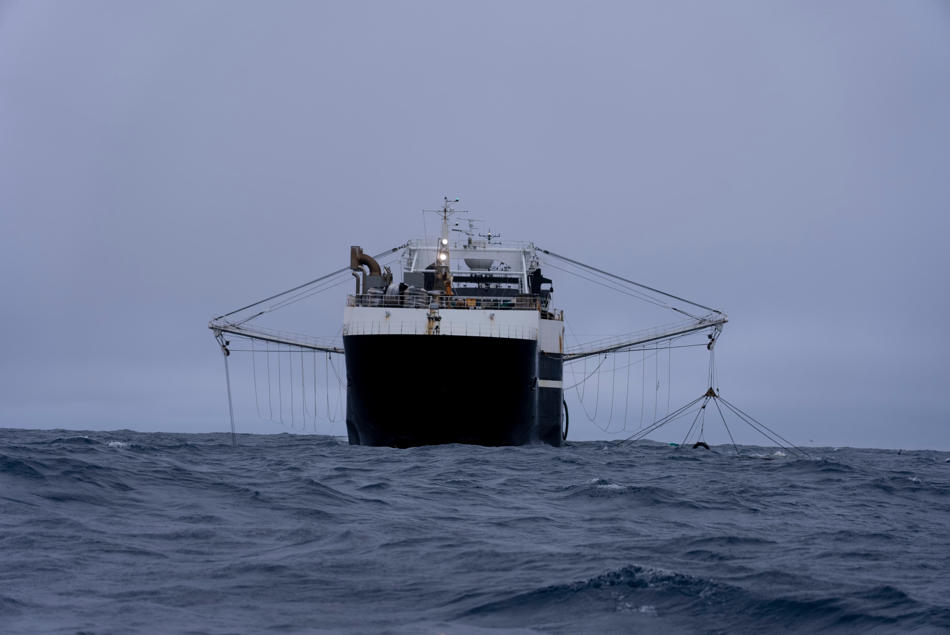 Humans Are Raiding Whales’ Food Supply for Dietary Supplements and Animal Feed