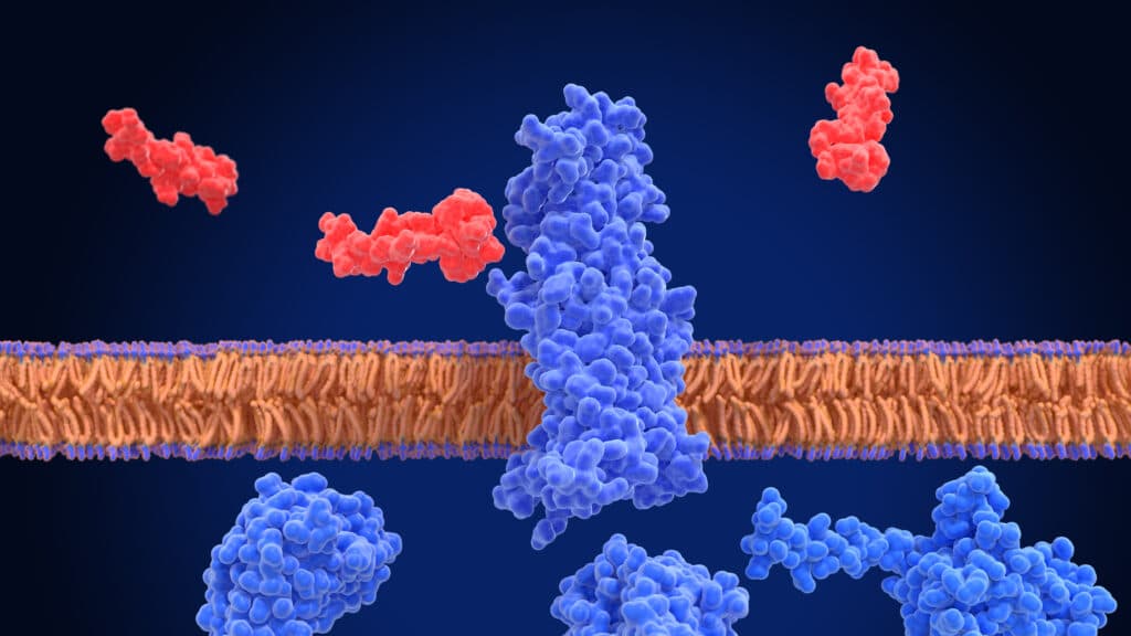 STAT+: Five-way obesity drug is super effective — in mice