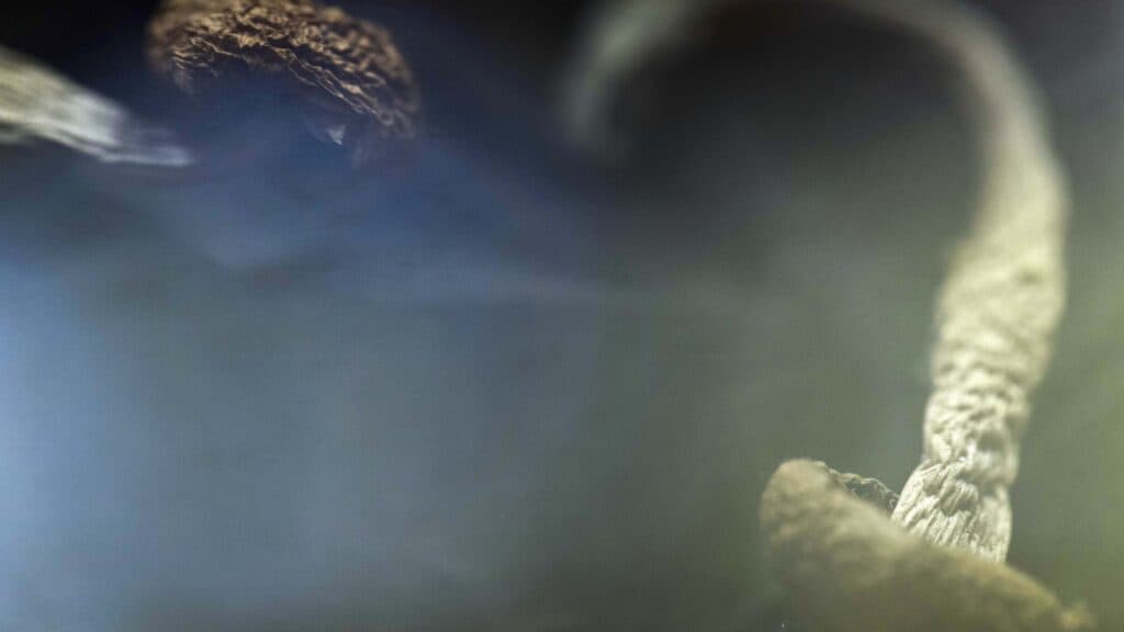 STAT+: FDA to speed up review of 3 psychedelics as mental health treatments