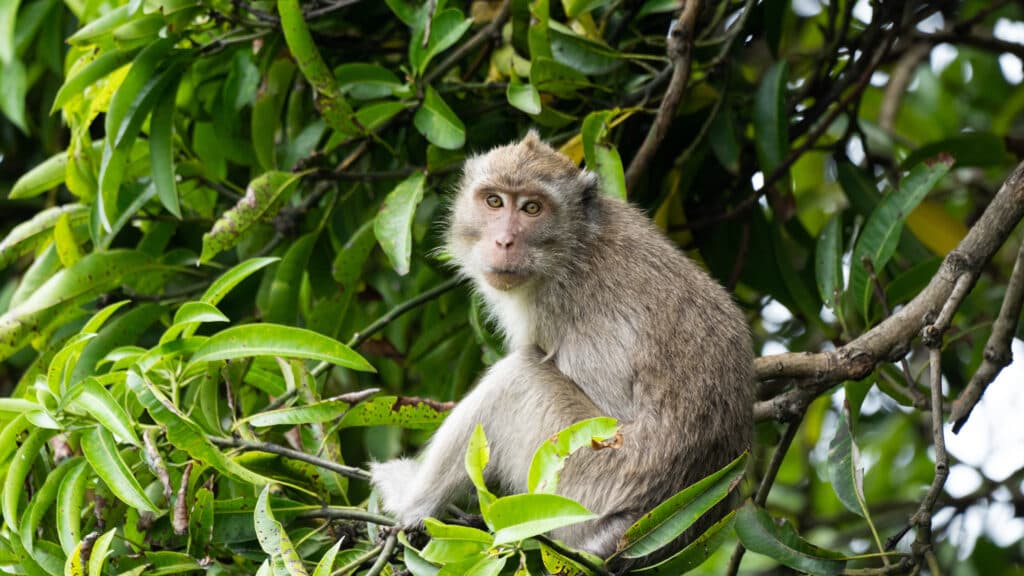 STAT+: A controversy over research monkeys highlights ambiguity over health standards