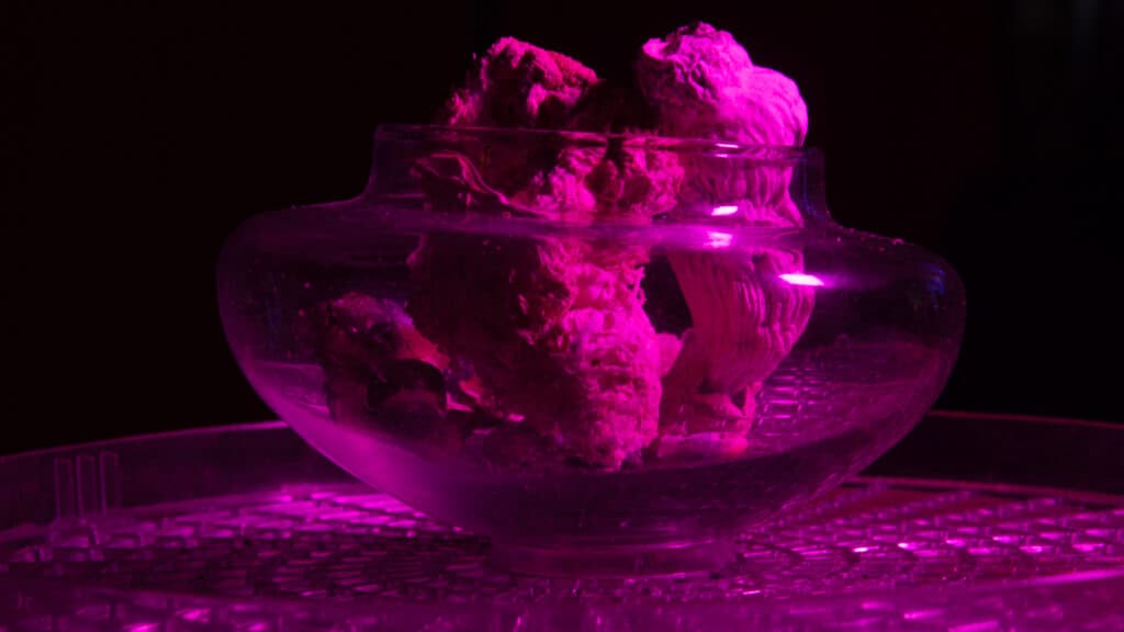 Opinion: The psychedelic revolution is leaving behind people of color