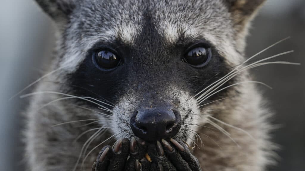 Opinion: RFK Jr. allegedly ‘collected’ a dead raccoon’s penis. Was it bioethically justifiable?