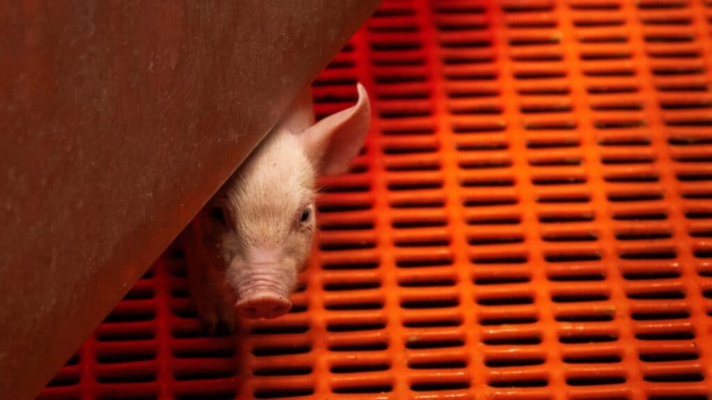 Opinion: Ending animal testing could set back xenotransplantation just as the field is poised for a breakthrough
