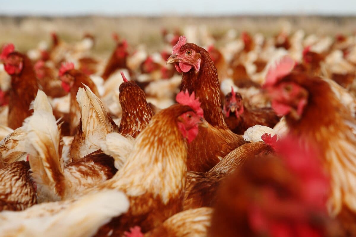 Inghams Shares Tumble as Farms Locked Down in Fight Against H5N1