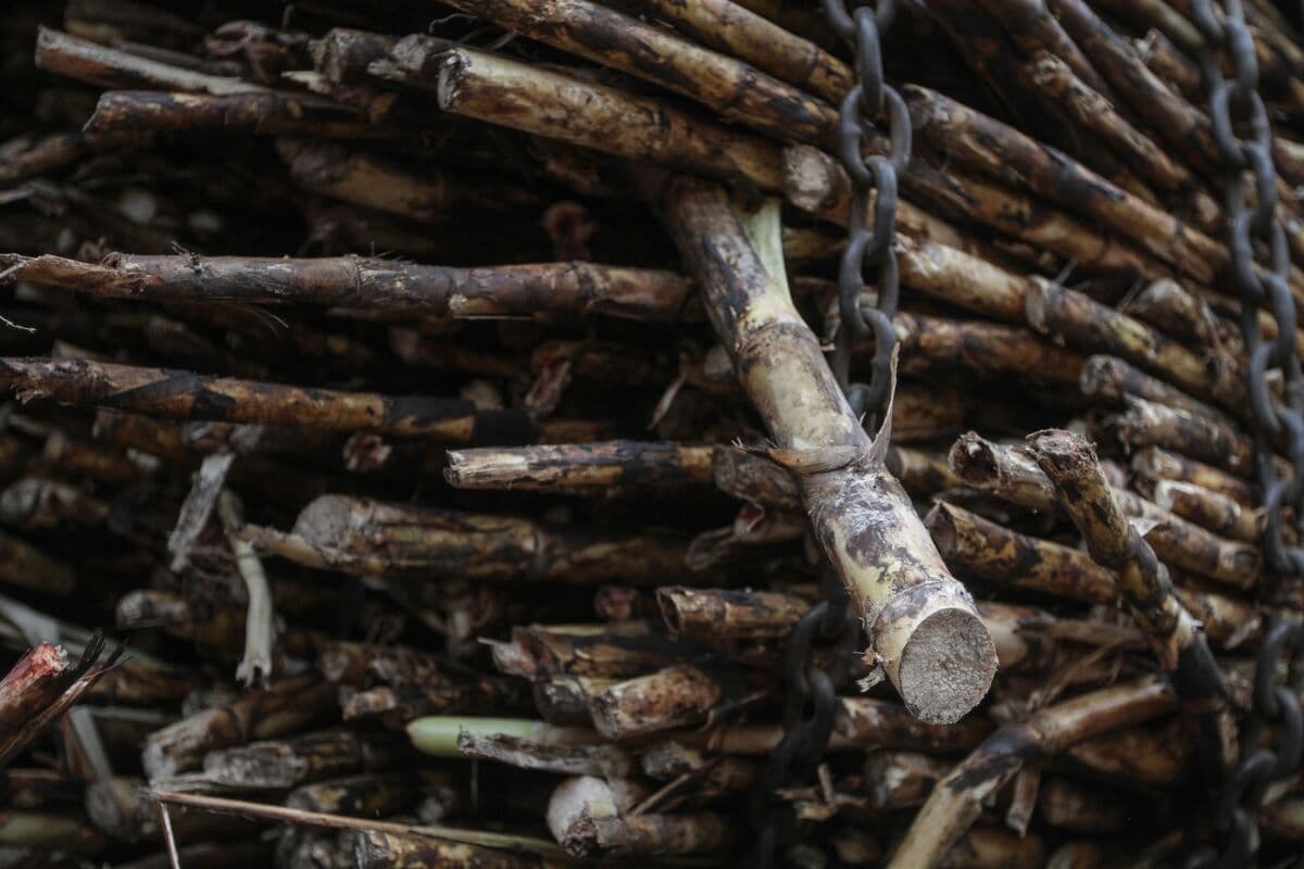 IDC, Vision Near Deal to Save Century-Old African Sugar Mills