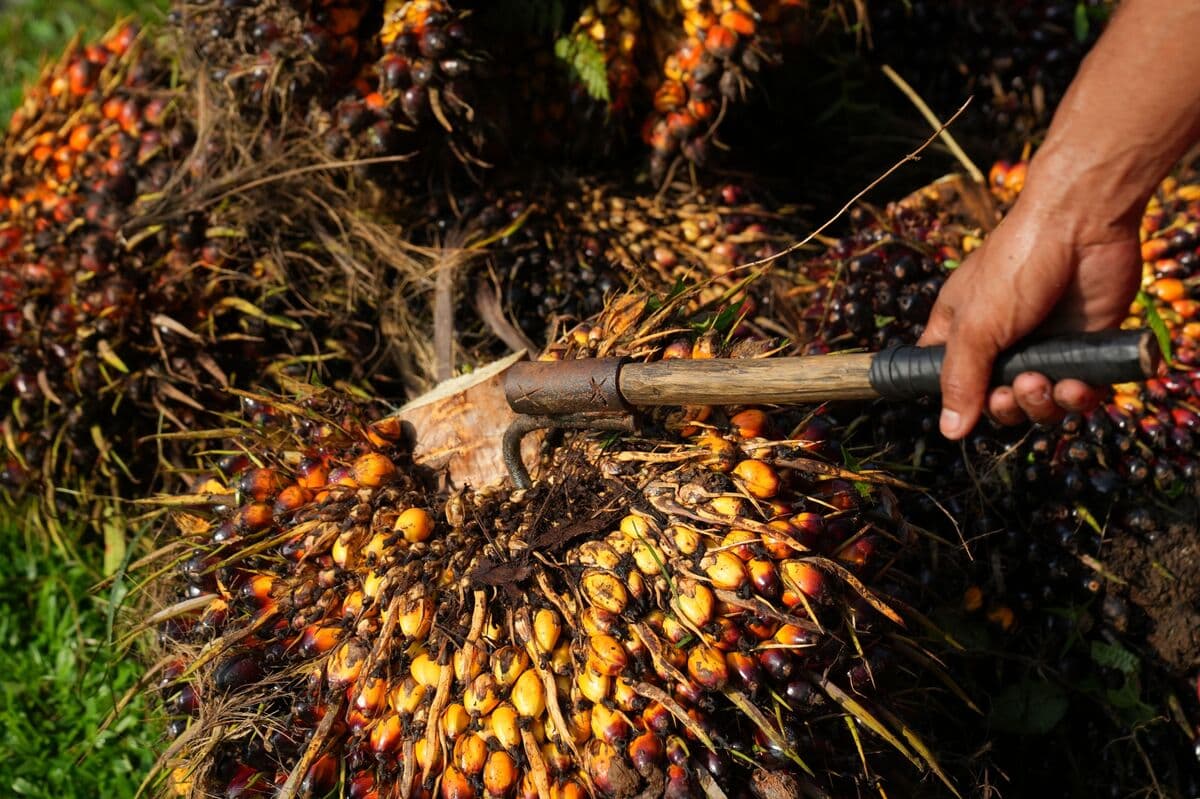 Indonesia Probes Major Palm Oil Companies on Export Price Issues