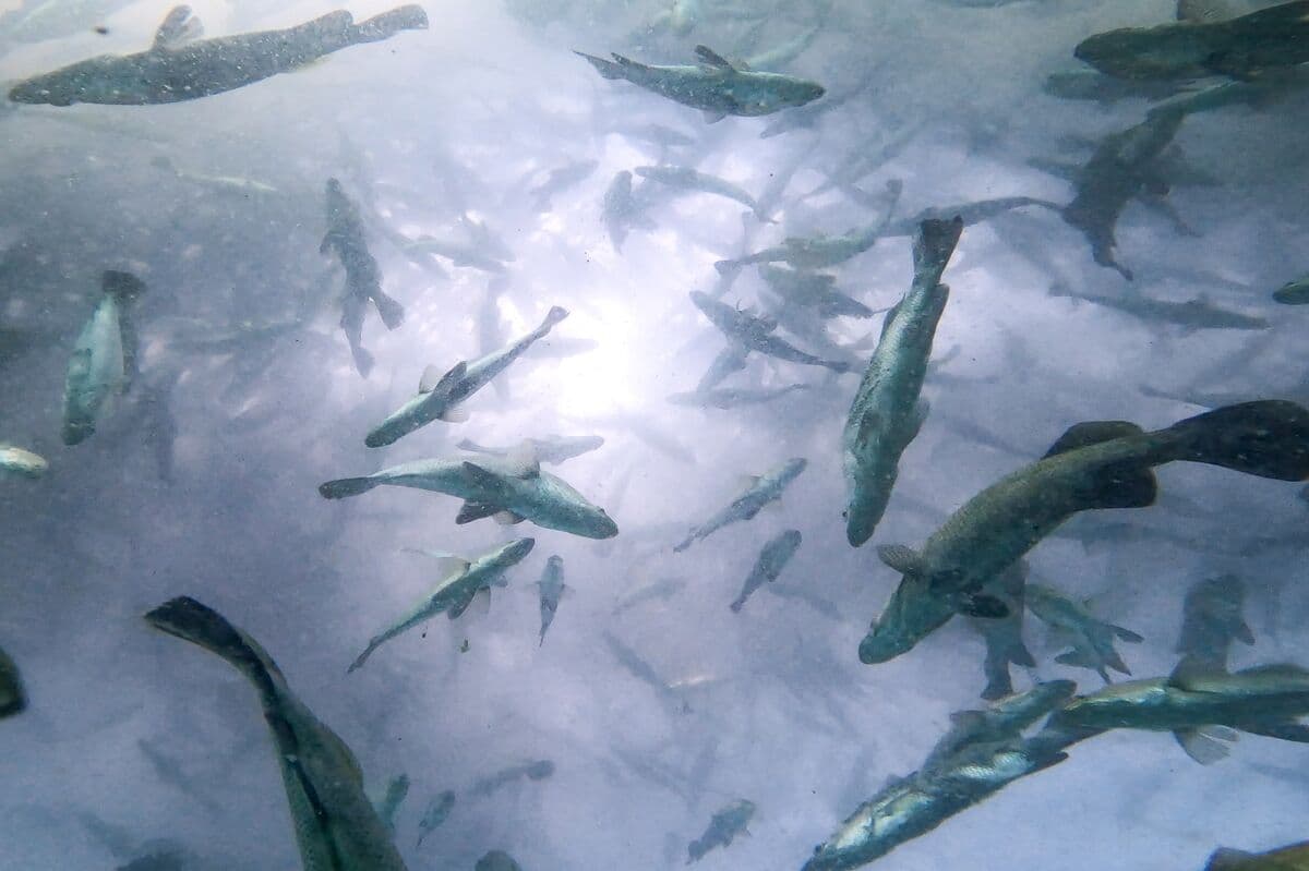 Fish Feed Firm BioMar Set For Biggest Copenhagen IPO Since 2018