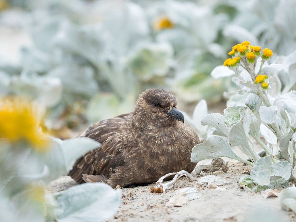 Australia Detects H5 Bird Flu as Virus Reaches Every Continent