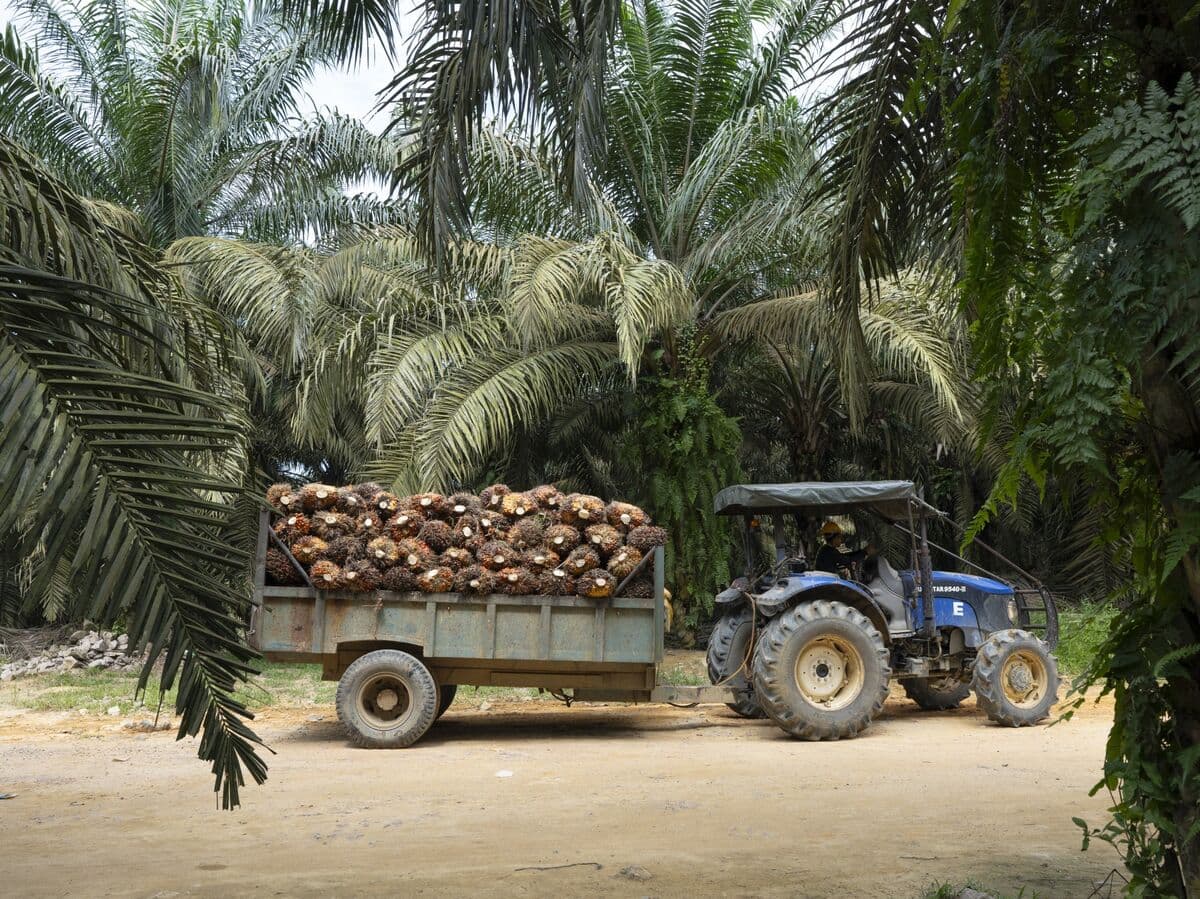 Malaysia Palm Reserves Jump Most in Five Months as Exports Drop