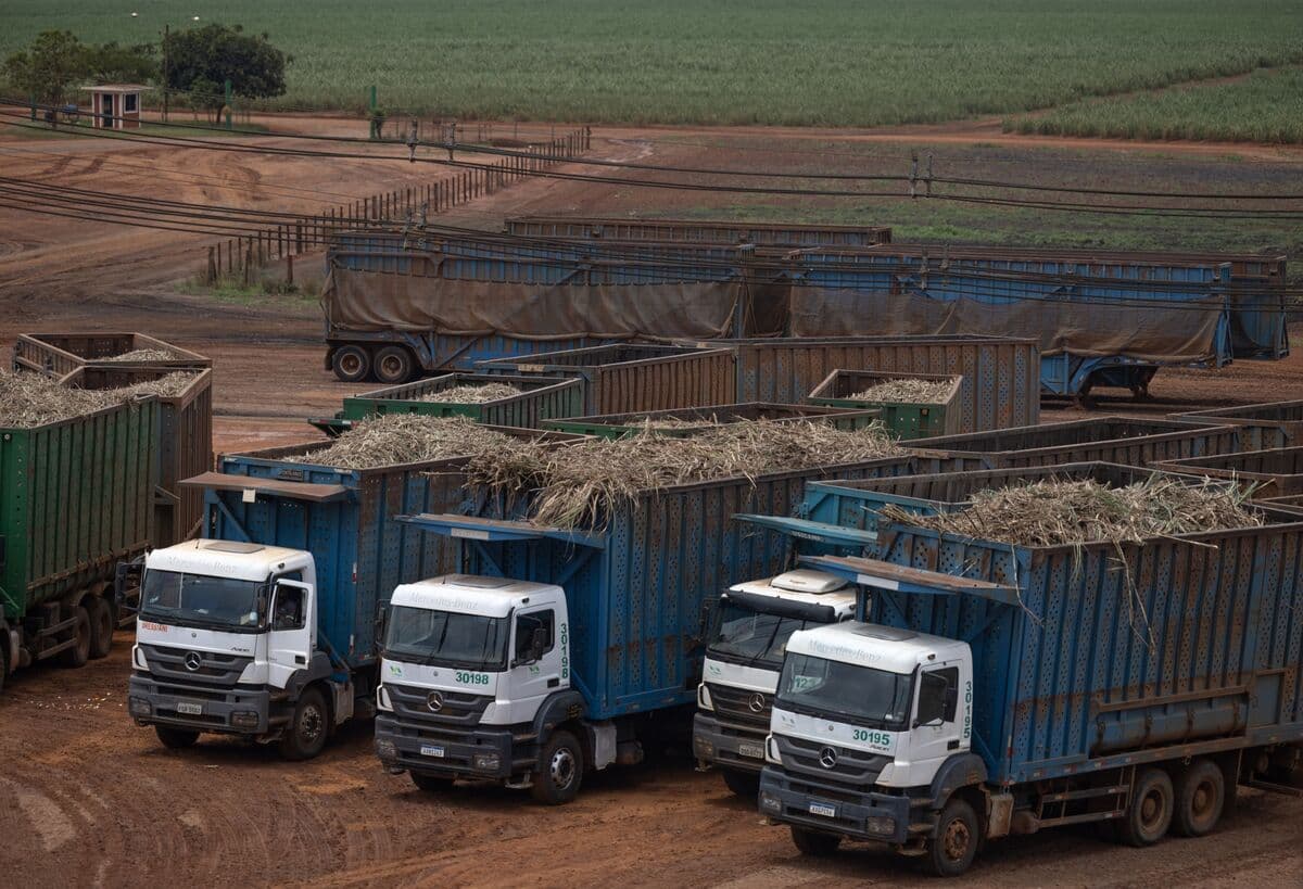 Sugar Swings as Traders Weigh Brazil Output Against Deficit Risk