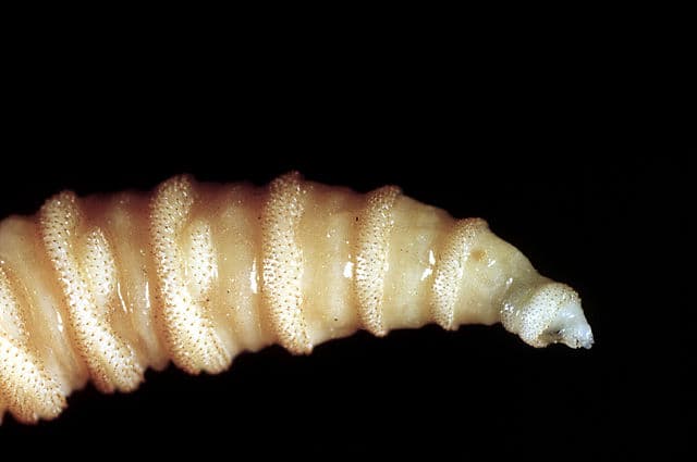 Flesh-eating screwworm infection detected in South Texas, USDA says