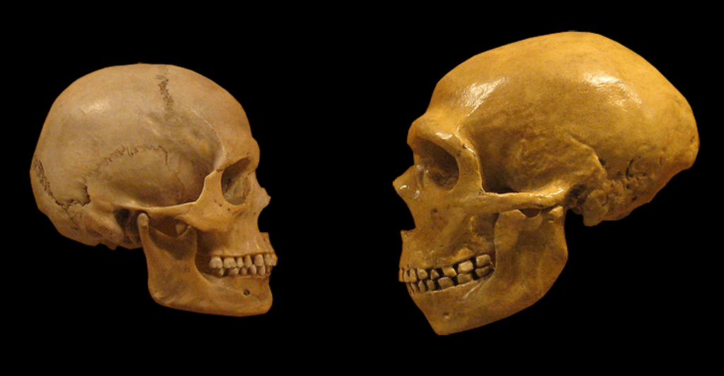 Neanderthal brains measure up to ours—literally